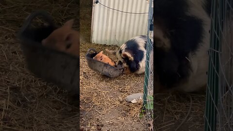 Momma & baby humor🐷😂 #farmlife #farmanimals #funny #kunekune #pigs #piggy #foryou #fyp #reels