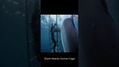 Shark Attacks Human Cage In The Middle Of The Ocean