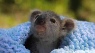 Adorable baby koala rescued in Australia