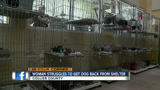 Woman Struggles to Get Dog Back From Shelter