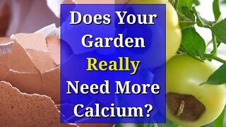 Eggshells for Plants: Does Your Soil Need More Calcium?