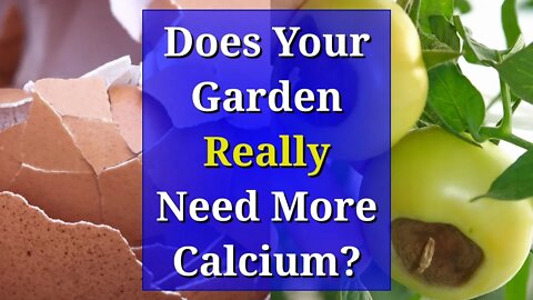 Eggshells for Plants: Does Your Soil Need More Calcium?