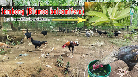 Sambong (Blumea balsamifera) medicine for chickens with colds