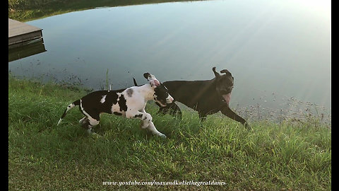 Joyful Great Danes With Happy Ears Love to Run Together