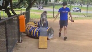 Super enthusiastic doggy loves exercising at the park