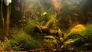 13 gallon freshwater aquarium with cherry shrimp and White Cloud Mountain minnows