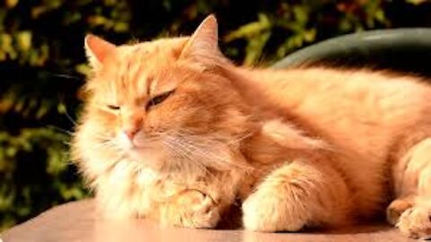 Golden cat naps