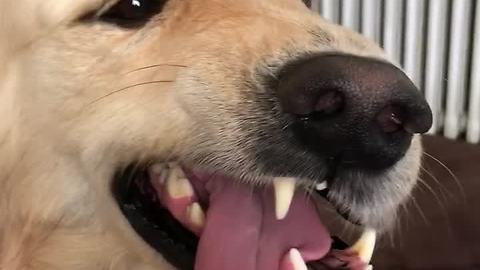 Golden Retriever makes extremely crazy face when pet