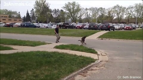 Funny Different Animals Chasing and Scaring People - Part II