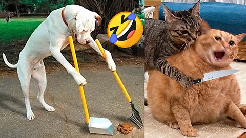 Very Funny Animals Cats & Dog Funniest Video🤣🤣