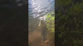 master swimmer Ares Jack Russell terrier