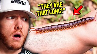 THE Top 10 Most Dangerous Animals you DON'T want to MEET!