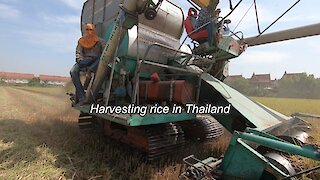 Rice harvesting in Thailand