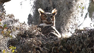 On Baby Watch at the Great Horned Owl Nest.