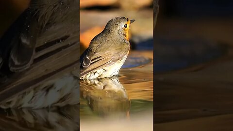 The Birds' Bath Poem (Evaleen Stein)