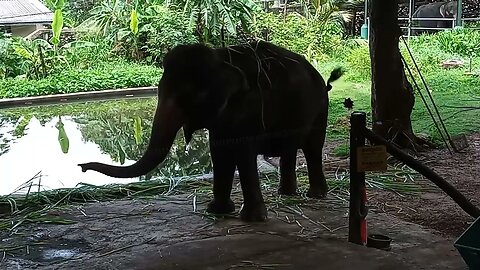 This Elephant Has the Moves