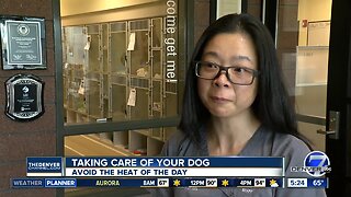 Taking care of your dog on hot days