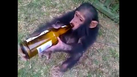 When Monkeys Drink Beer|Funny Monkey Drink Wine|PROLOSO