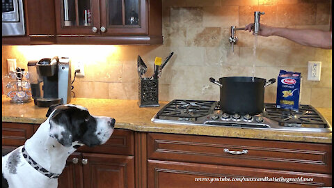 Great Dane Is Very Interested In the Pot Filler Put Water Into The Pasta Pot