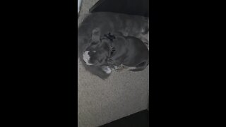 Maine Coon Kitten & Bulldogge Puppy Bonding