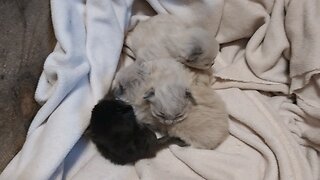 New kittens on the ranch