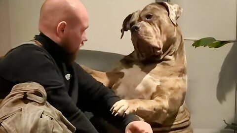 Giant dog just wants to be a baby FUNNIEST Dog and Human Of Week
