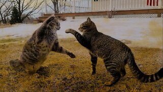 Morning Cat Walk: All 3 Cats Join In