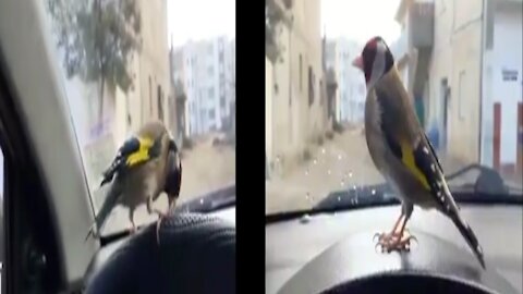 OMG! bird in my car