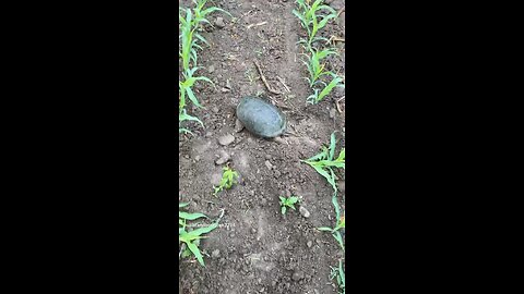 A large snapper i came across metal detecting