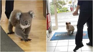 Koala passeggia tranquillo in farmacia