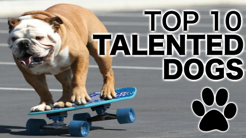 Top 10 Talented Dogs