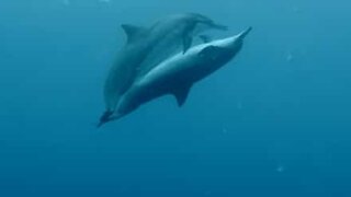 Diver films dolphins in an... intimate moment