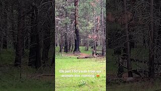 #elk #montana #homesteading #wildernessliving #livingmydreams #dreamscometrue #livingthedream