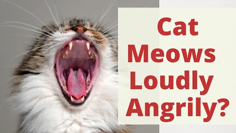 14 Why Your Cat Is Meowing So Loudly and Angrily? Most Common Reasons Explained. Cat Behavior.