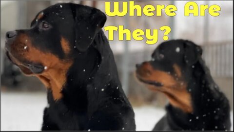 What Happened on The Rotty Ranch? Where Are the Rottweilers?