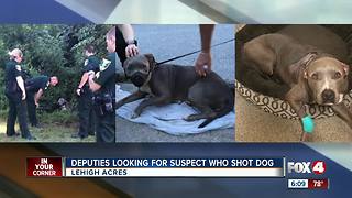 Dog found with multiple gun shot wounds in Lehigh Acres