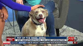 Pet of the Week: 4-year-old Emma Pit Bull mix