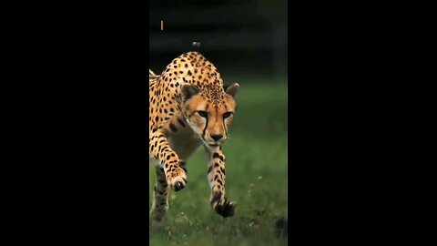 Cheetah's Unbreakable Concentration