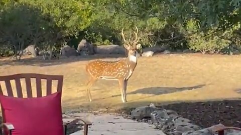 Wild Male Deer Sneaks Into Backyard To Court Rescue Female Deer