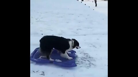 Self Snow Boarding Clever Dog Funny