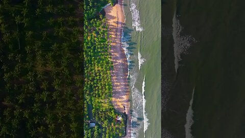 The land of coconuts. 📍Thambankadavu beach, Kerala #shorts