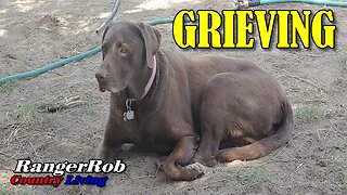 "Heartbroken: Saying Goodbye to Our Beloved Chocolate Lab Cider"
