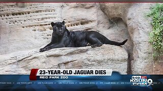 Reid Park Zoo announces 23-year-old Jaguar was euthanized due to age-related health issues