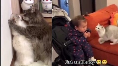 CAT-astrophe of Cuteness! Hilarious Cat Moments to Brighten Your Day