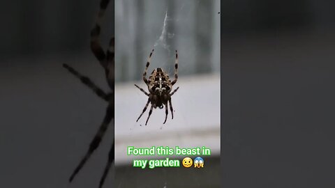 Big ass spider in my garden