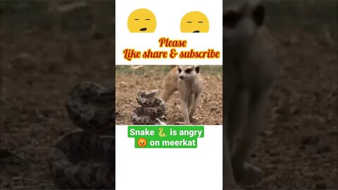 snake 🐍 got angry 😡 on meerkat |2022 | #shorts #youtubeshorts