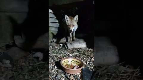 🦊Friendly urban #fox smash and grabs for the grub !