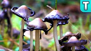 Finding and Tasting the RARE Inky Cap Mushroom!