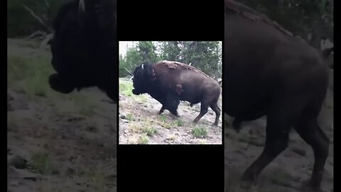 When you get to close to the wildlife #shorts #crazyvideo #americanbison #ouch