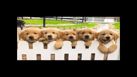 Super Cute Baby Animals 🔴 Funny Dogs and Cats Videos Compilation 2022 | Cute Pets